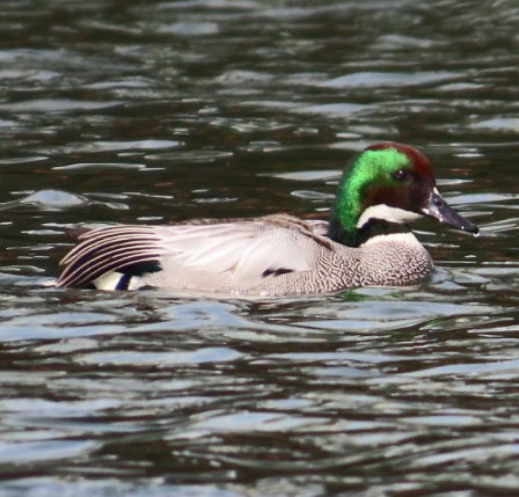 Photo of Falcated Duck at 相模大堰 by 生き物好きのY