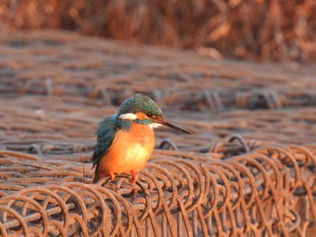 Common Kingfisher 芝川第一調節池(芝川貯水池) Sun, 2/18/2024