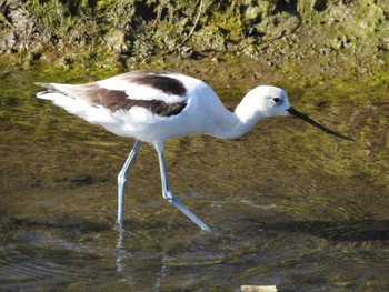 アメリカソリハシセイタカシギ Bolsa Chica Ecological Reserve 2018年3月24日(土)