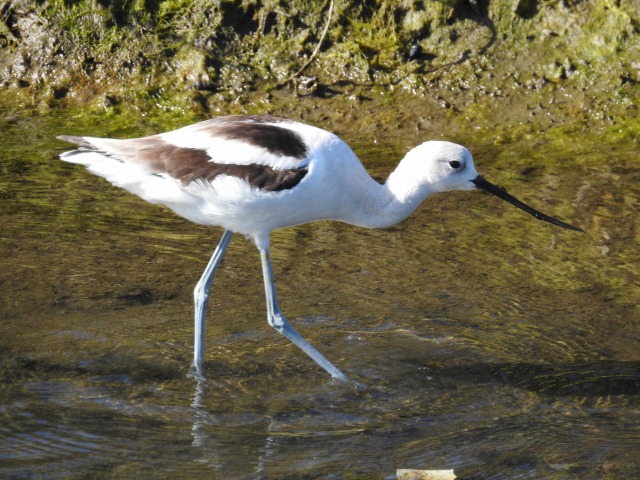 Bolsa Chica Ecological Reserve アメリカソリハシセイタカシギの写真 by かみき