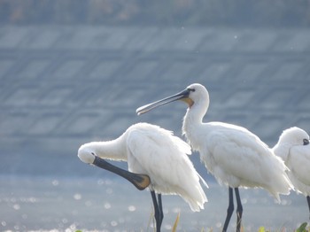 Eurasian Spoonbill 山口県 Sat, 1/13/2024