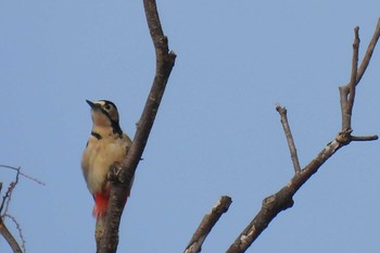 アカゲラ 秋ヶ瀬公園(野鳥の森) 2024年2月20日(火)