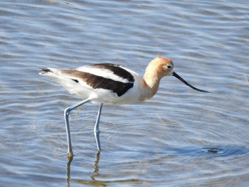 アメリカソリハシセイタカシギ Bolsa Chica Ecological Reserve 2018年3月24日(土)