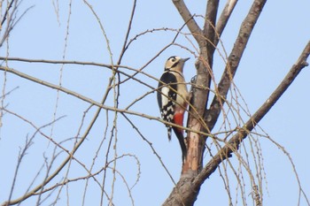 アカゲラ 秋ヶ瀬公園(野鳥の森) 2024年2月20日(火)