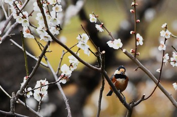 Varied Tit 神代植物公園 Tue, 2/20/2024