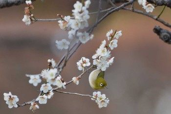 メジロ 神代植物公園 2024年2月18日(日)