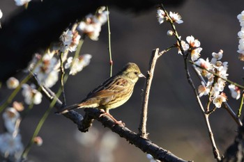 Masked Bunting 神代植物公園 Sun, 2/18/2024