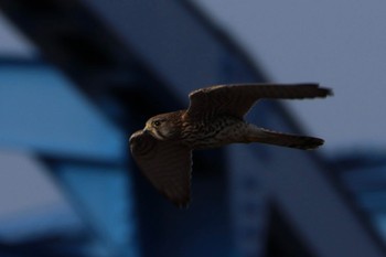 Common Kestrel どっかその辺 Tue, 2/20/2024