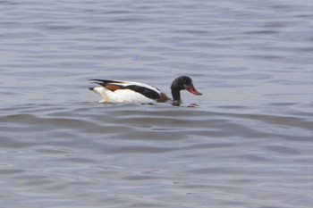 Common Shelduck 熊本白川河口 Sat, 2/24/2018