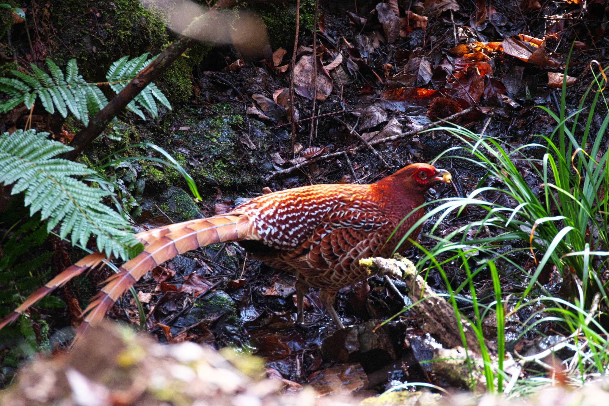 神奈川県 ヤマドリの写真 by snipe