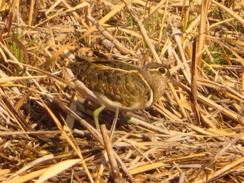 Greater Painted-snipe 大根川 Sat, 2/10/2024