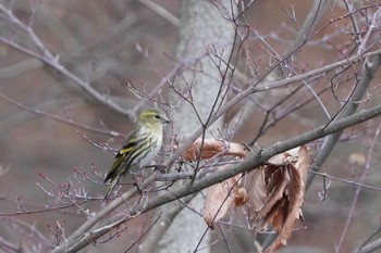 マヒワ 小根山森林公園 2024年2月17日(土)