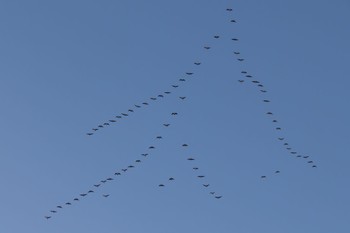 Greater White-fronted Goose Unknown Spots Sat, 2/17/2024