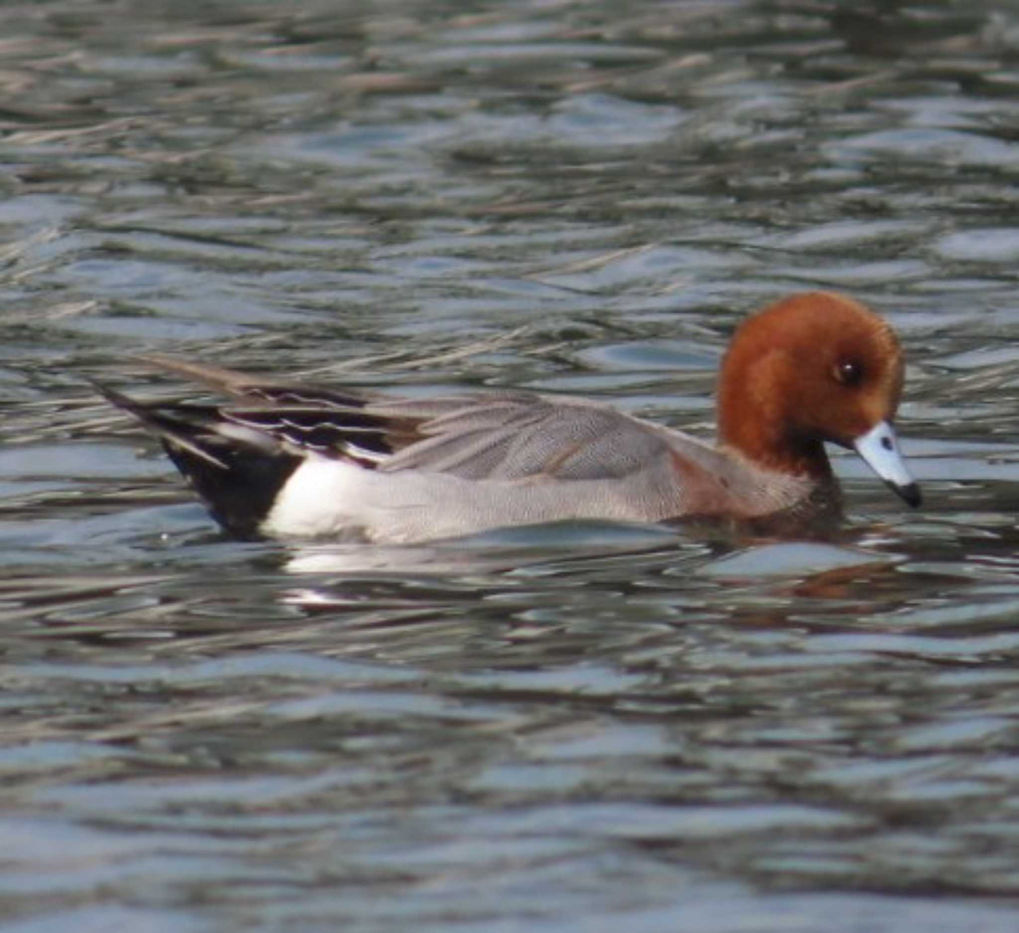 Photo of Eurasian Wigeon at 相模大堰 by 生き物好きのY