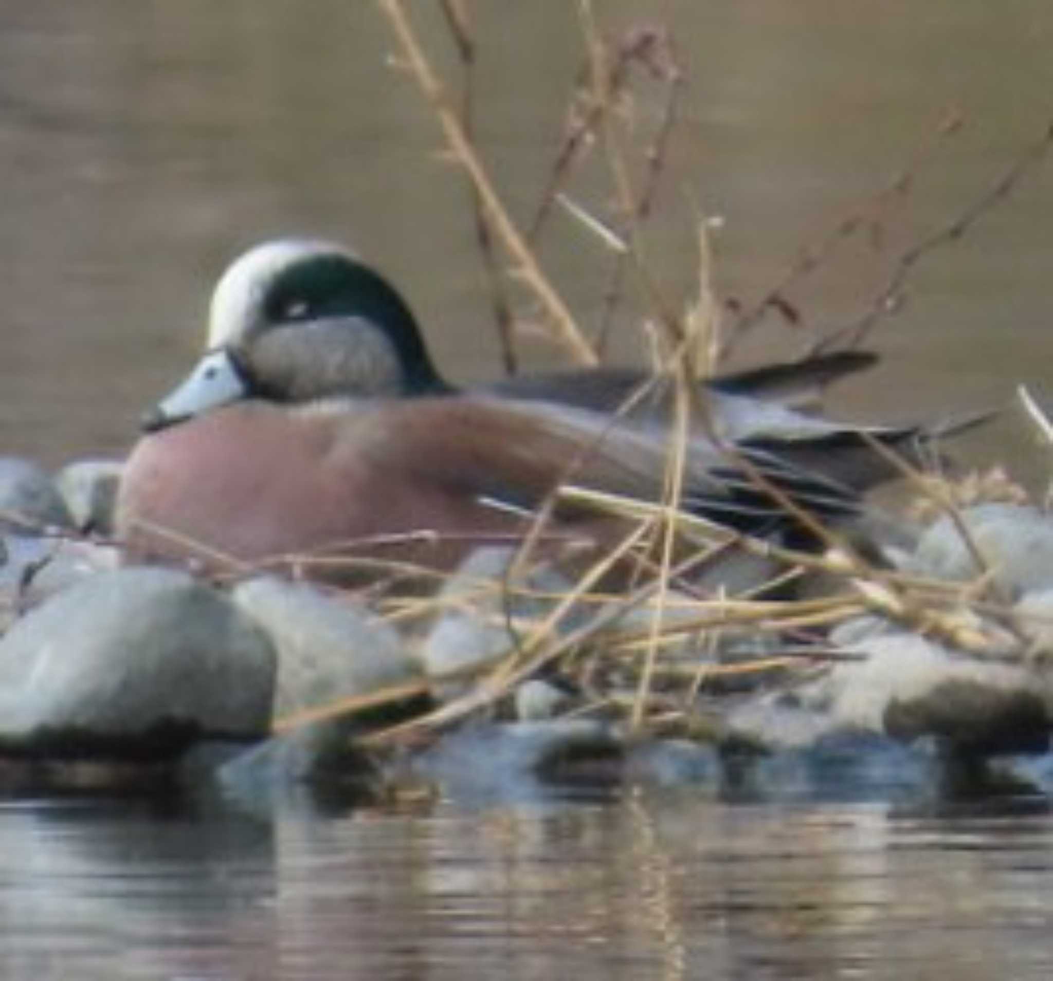 Photo of American Wigeon at 相模大堰 by 生き物好きのY