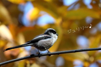 エナガ 小幡緑地 2018年11月25日(日)