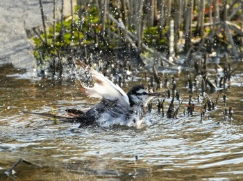 White Wagtail 佐鳴湖 Tue, 2/20/2024