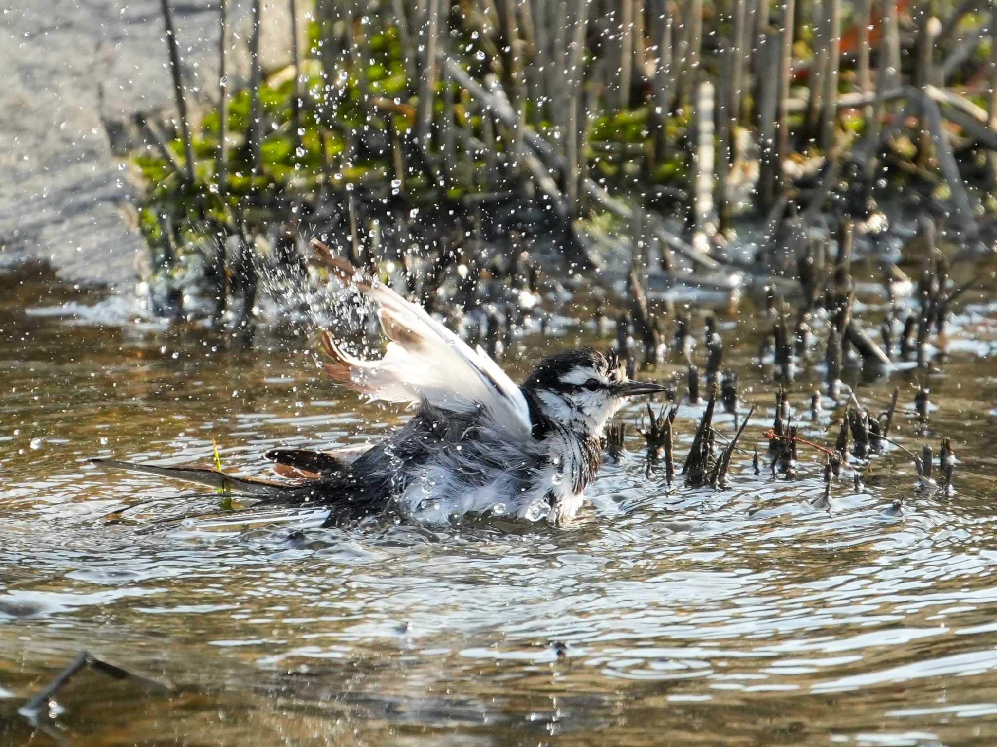 佐鳴湖 ハクセキレイの写真 by ヒラメちゃん