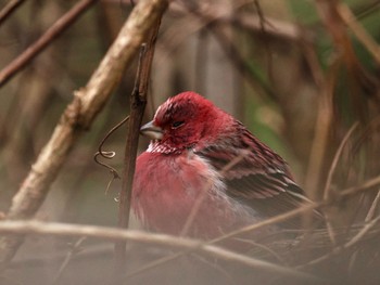 2024年2月20日(火) 埼玉県民の森の野鳥観察記録