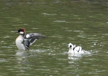 Sun, 2/18/2024 Birding report at 大阪府