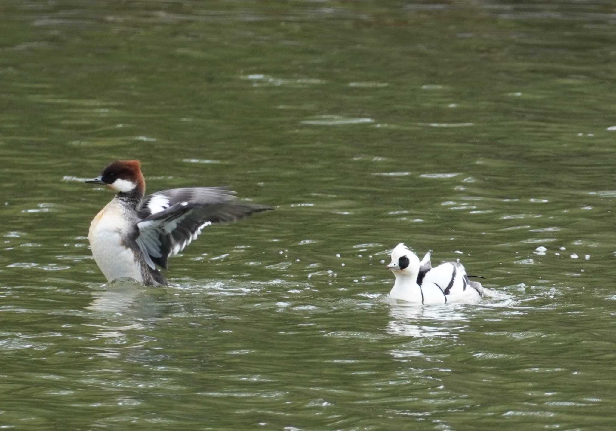 Smew