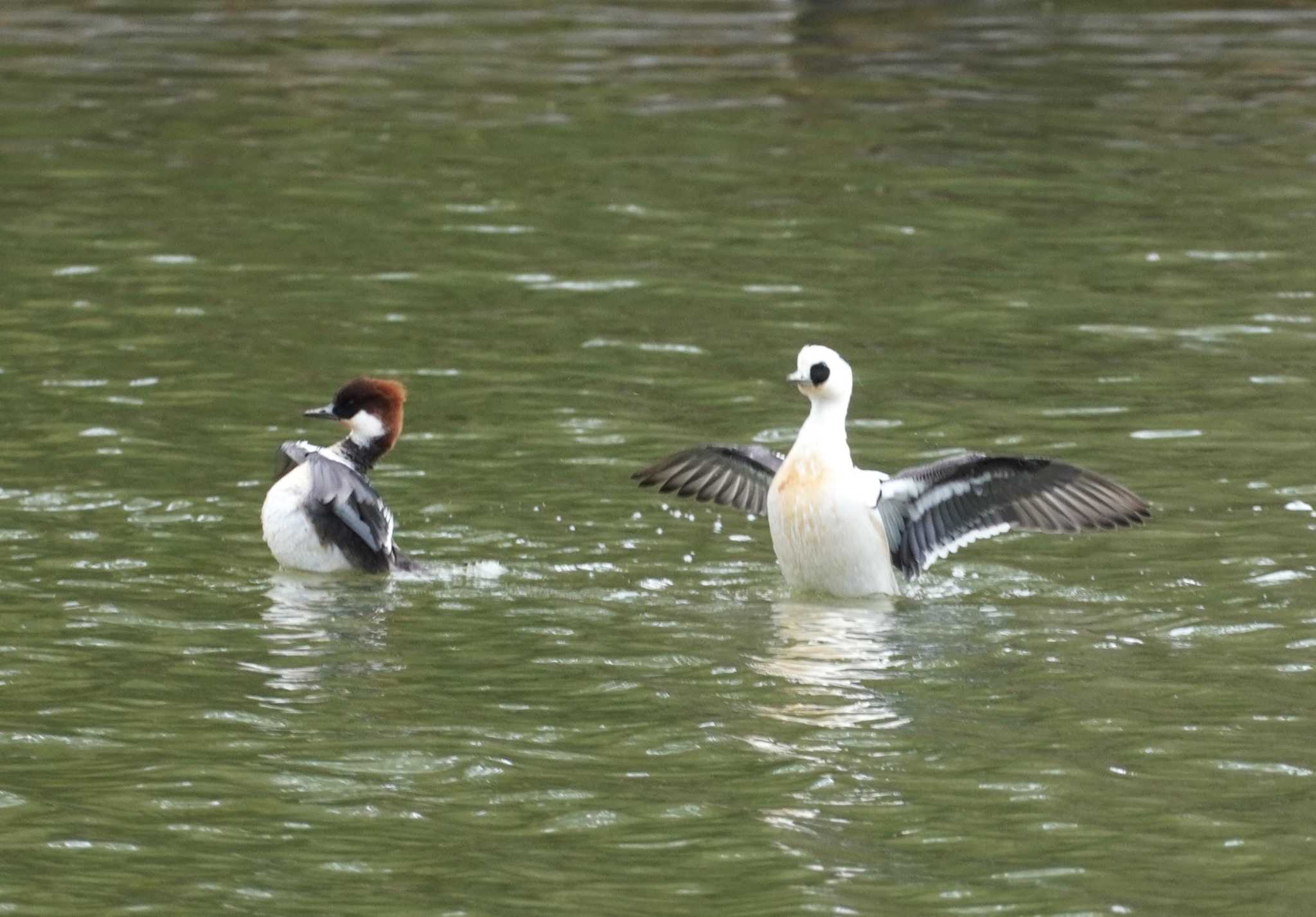 Smew