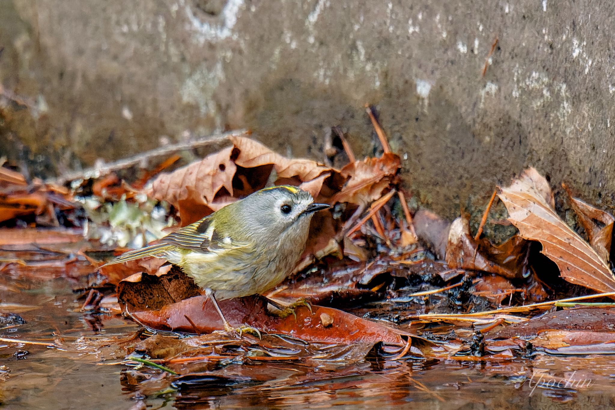 Goldcrest