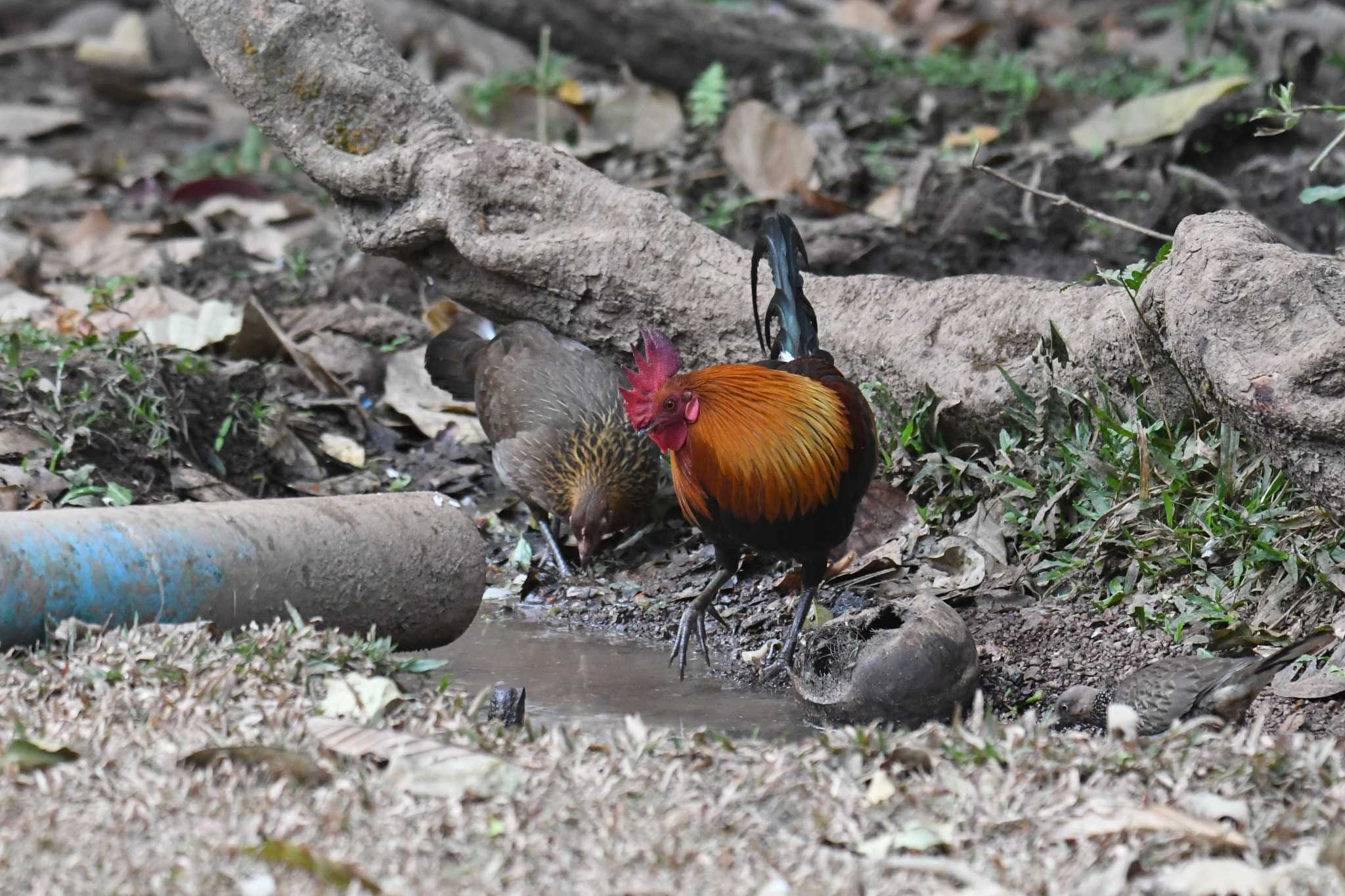 プーキィアオ野生動物保護区 セキショクヤケイの写真 by あひる