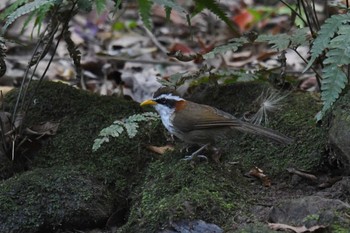 White-browed Scimitar Babbler Phu Khiao Wildlife Sanctuary Mon, 2/10/2020