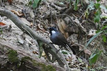 Black-throated Laughingthrush Phu Khiao Wildlife Sanctuary Mon, 2/10/2020