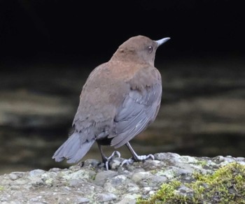 Brown Dipper 滋賀県湖北 Sun, 2/11/2024