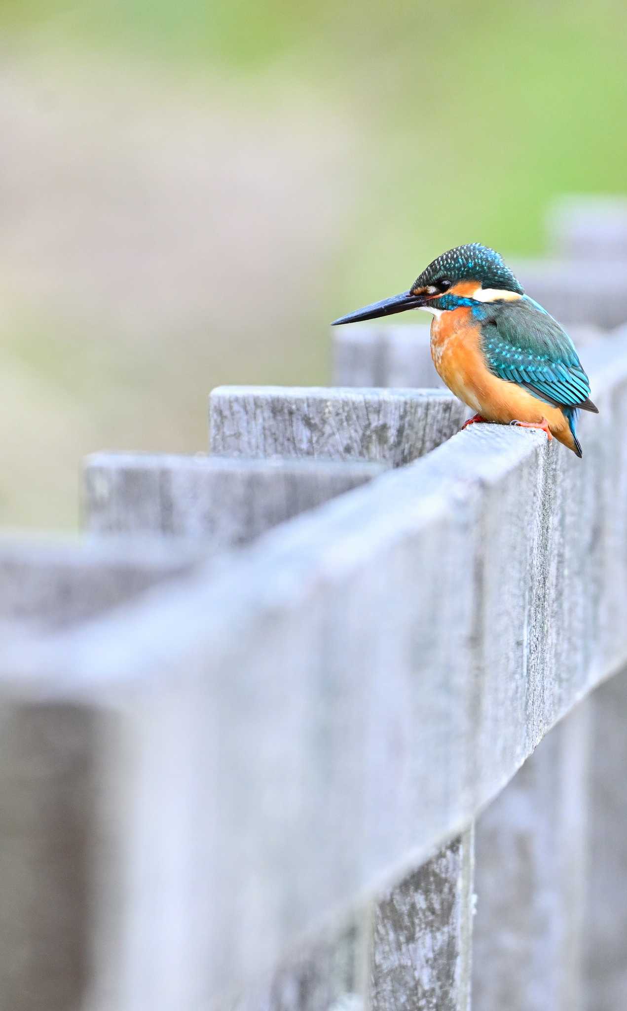 Common Kingfisher