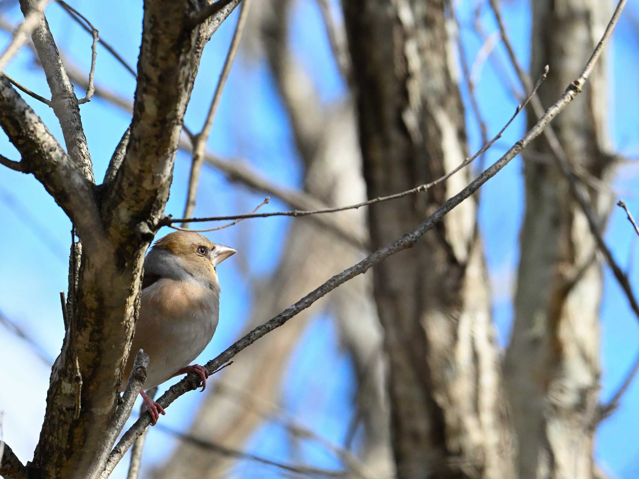 Hawfinch