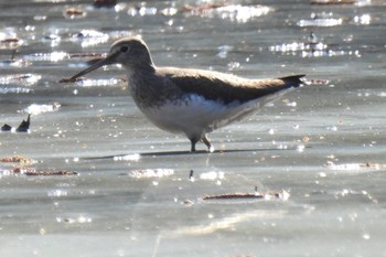 Green Sandpiper 秋ヶ瀬公園(ピクニックの森) Tue, 2/20/2024