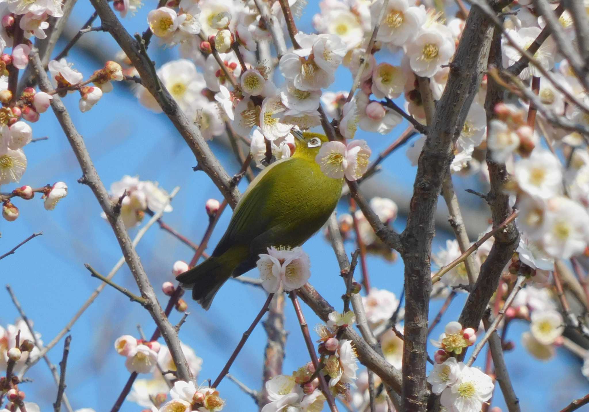 平和の森公園、妙正寺川 メジロの写真 by morinokotori