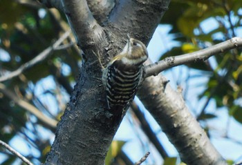 2024年2月20日(火) 平和の森公園、妙正寺川の野鳥観察記録