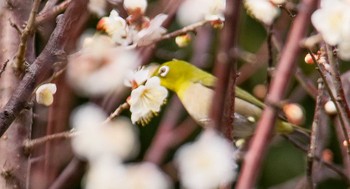 2024年2月14日(水) 小松芦城公園の野鳥観察記録