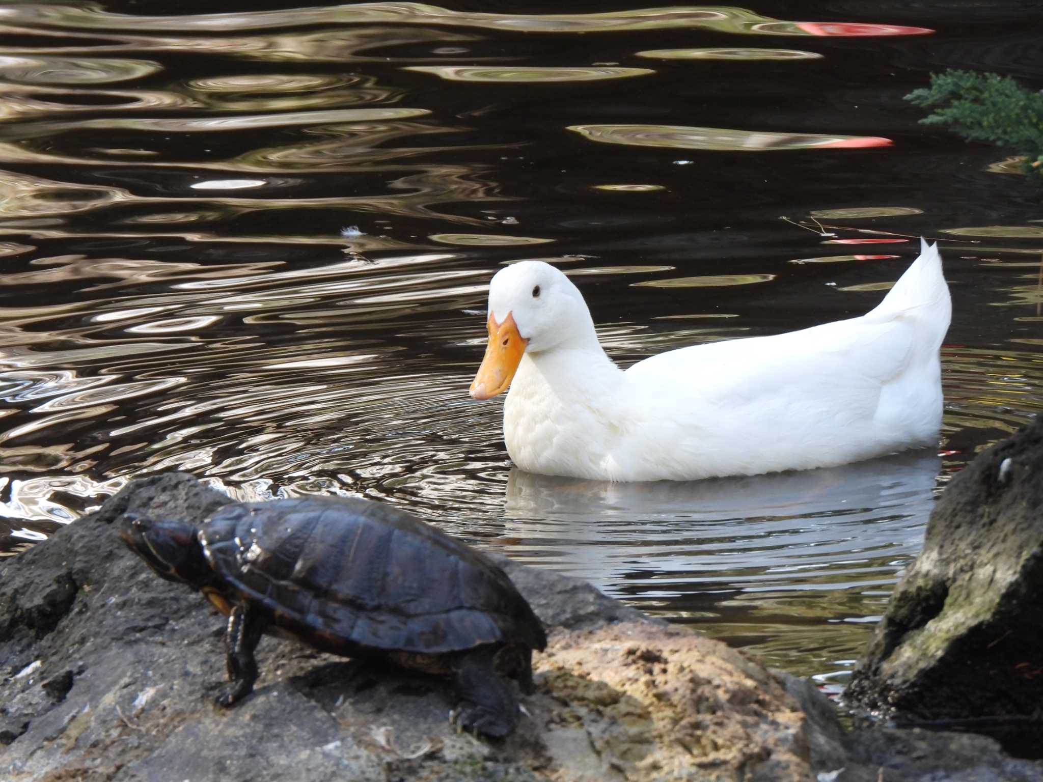 Domestic duck