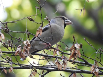 2024年2月20日(火) 平塚八幡宮の野鳥観察記録