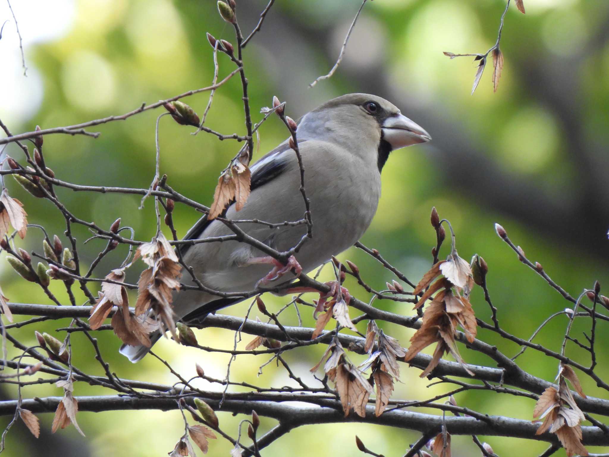 Hawfinch