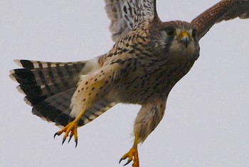 Common Kestrel 恩智川治水緑地 Tue, 2/20/2024