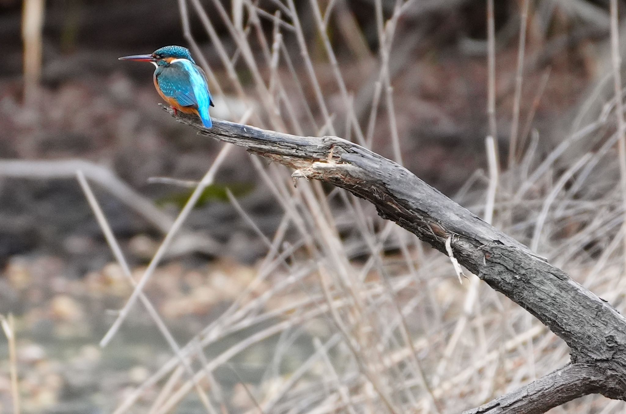 Common Kingfisher