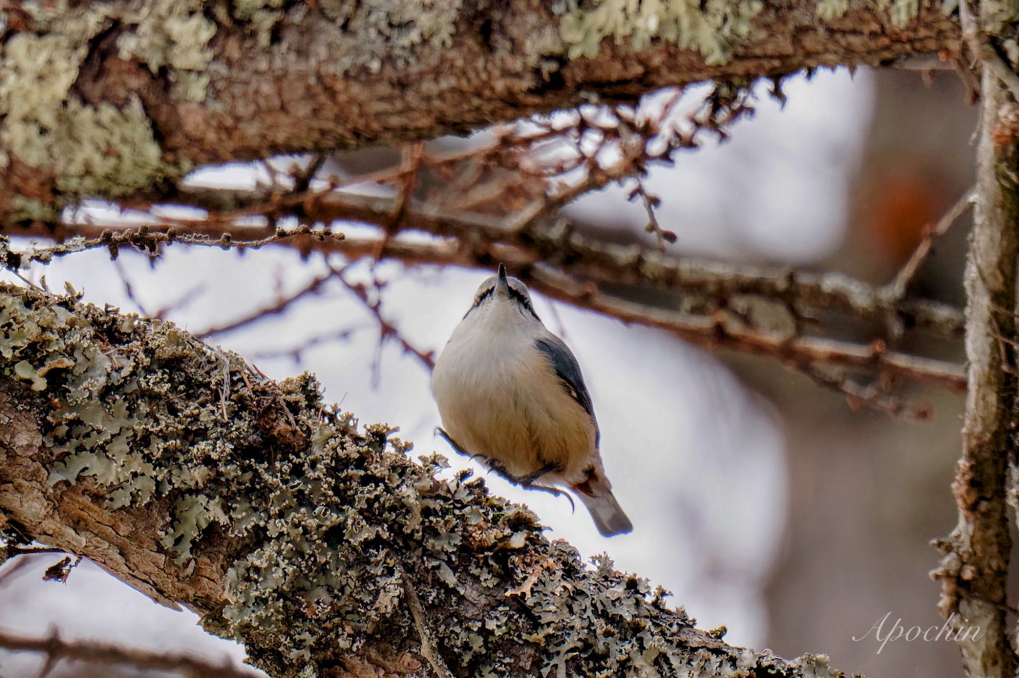 Photo of Eurasian Nuthatch at 創造の森(山梨県) by アポちん