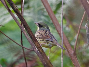 Masked Bunting 横浜市立金沢自然公園 Tue, 2/20/2024