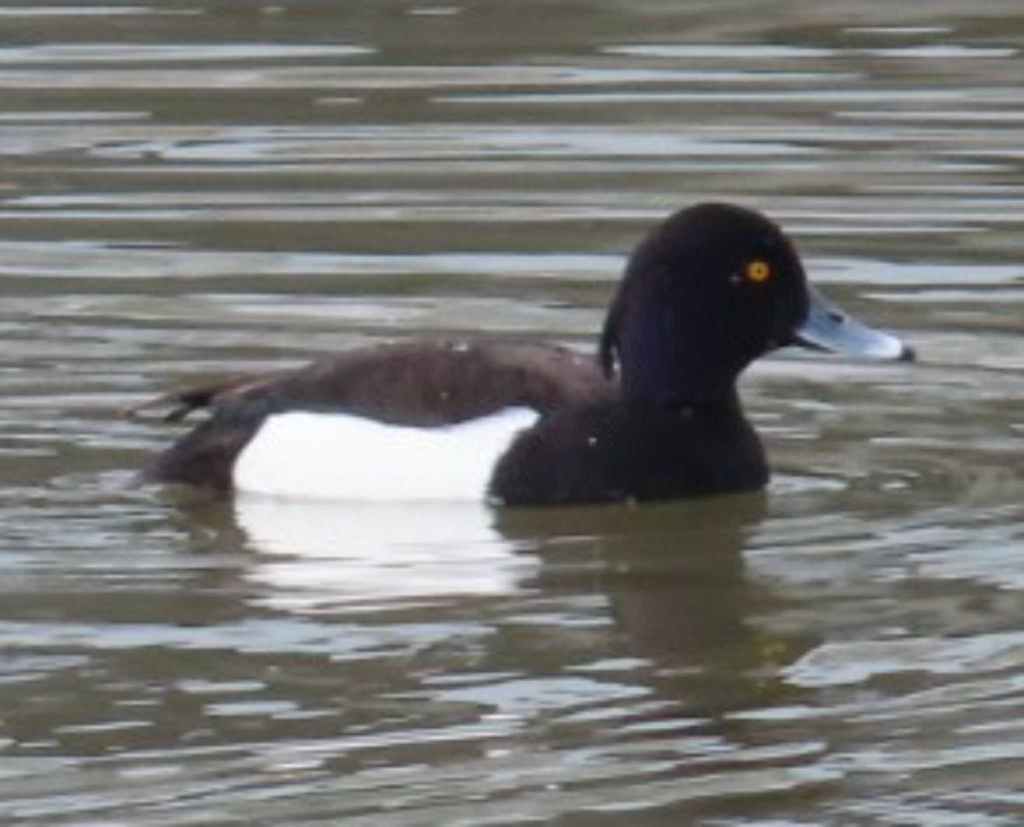 Photo of Tufted Duck at 相模大堰 by 生き物好きのY