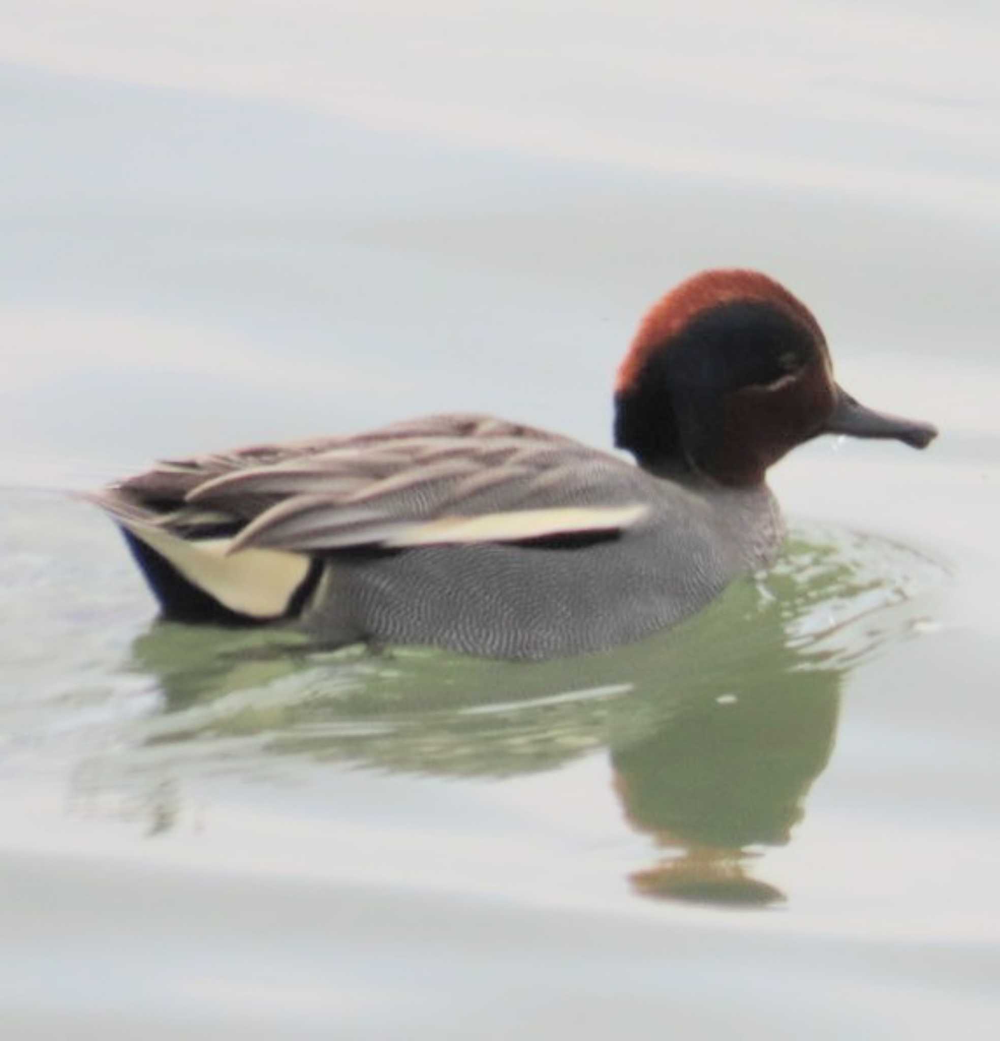 Photo of Eurasian Teal at 相模大堰 by 生き物好きのY