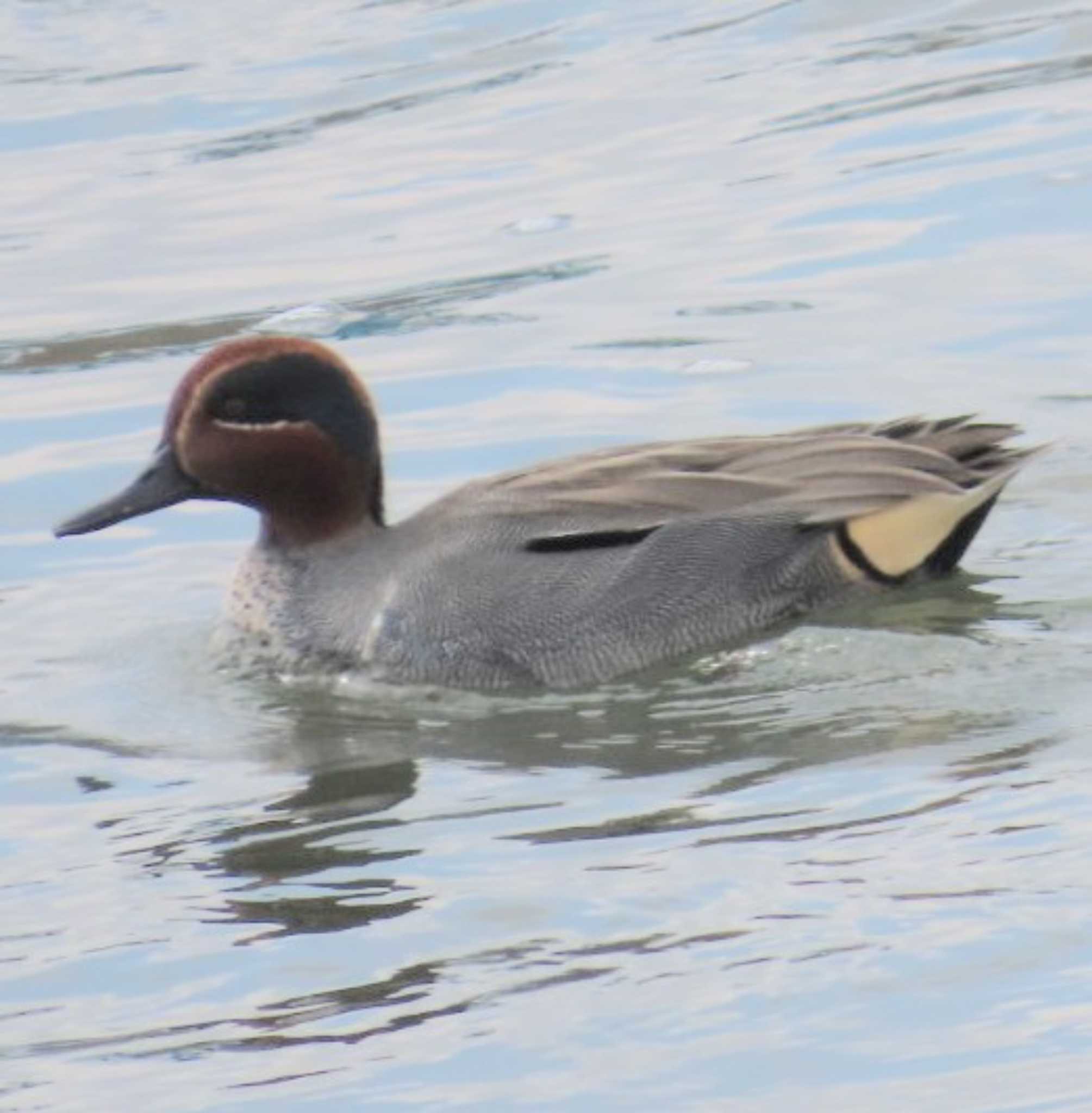 Photo of Eurasian Teal x Green-winged Teal at 相模大堰 by 生き物好きのY