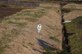 ダイサギ 場所が不明 2024年2月16日(金)