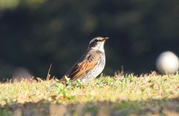 ツグミ 庄内緑地公園 2024年2月16日(金)