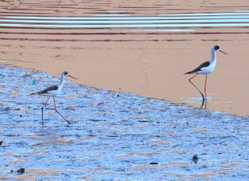 Black-winged Stilt 土留木川河口(東海市) Fri, 2/16/2024